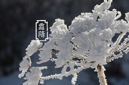 今日霜降 _ 露凝為霜知霜降，滴酒品后知濃香96.png
